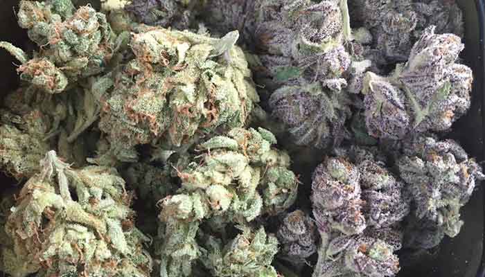 Why Take Hybrids? marijuana
