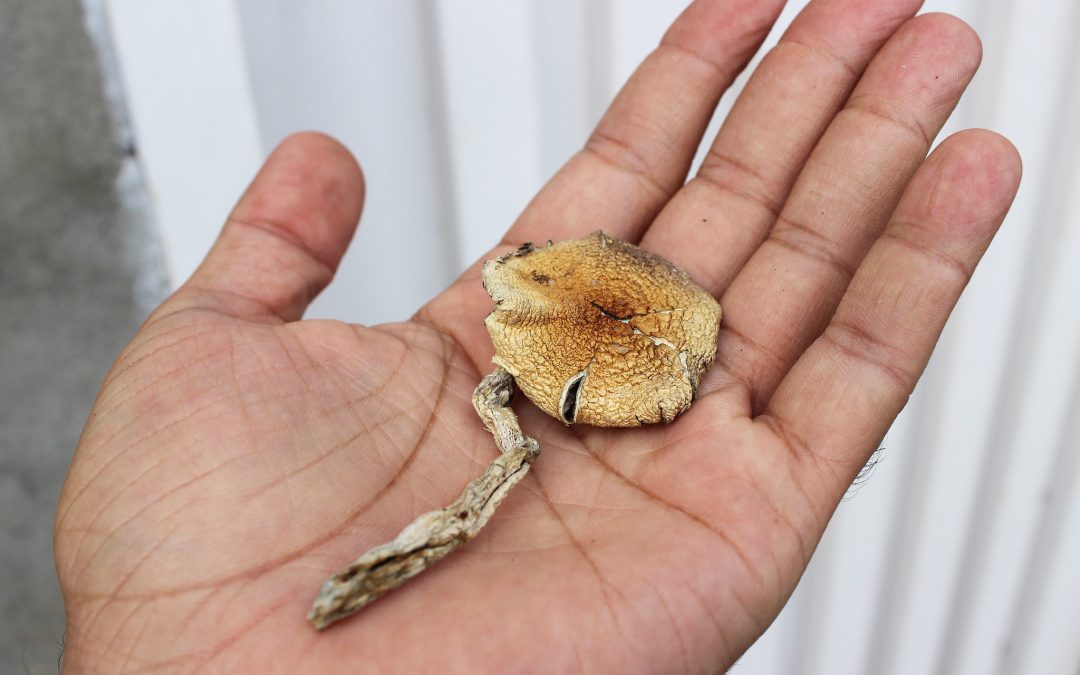 microdose psilocybin canada