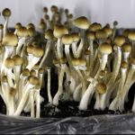 where to buy shrooms