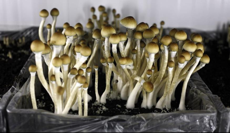 Exploring the Potential of Microdose Psilocybin in Canada where to buy shrooms