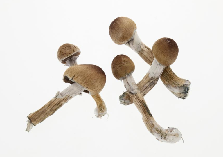 Magic Mushrooms- What is it all about?