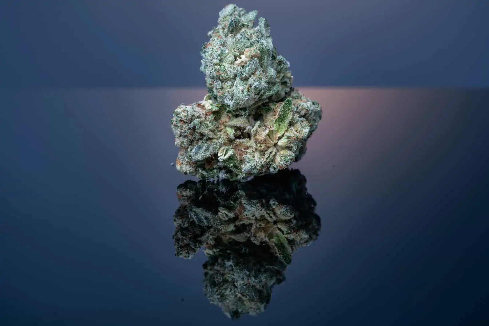 Purple Cookies Strain: A Delectable Treat for Cannabis Enthusiasts